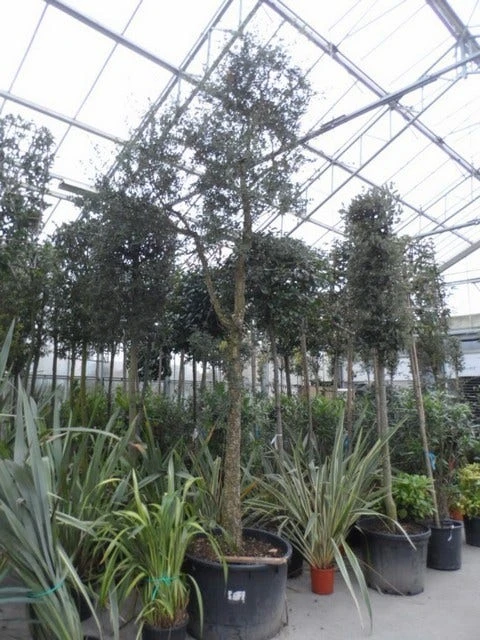 Kurkeik (Quercus Suber) 10 Kurkeik (Quercus Suber) - Afbeelding 8