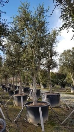 Kurkeik Als Solitair (Quercus Suber) 24 Kurkeik Als Solitair (Quercus Suber) -Tuinplanten Winkel quercus suber 2