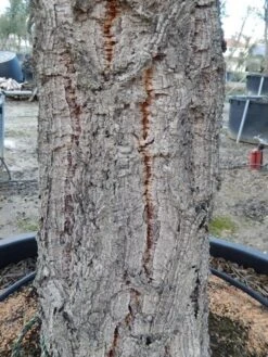 Kurkeik Als Solitair (Quercus Suber) 22 Kurkeik Als Solitair (Quercus Suber) -Tuinplanten Winkel quercus suber 2 1