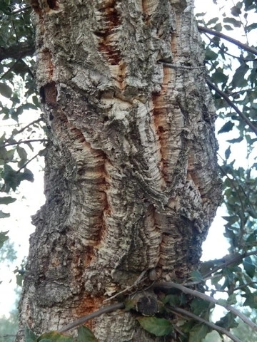 Kurkeik (Quercus Suber) 11 Kurkeik (Quercus Suber) - Afbeelding 9