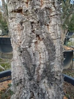 Kurkeik Als Solitair (Quercus Suber) 23 Kurkeik Als Solitair (Quercus Suber) -Tuinplanten Winkel quercus suber 3 1