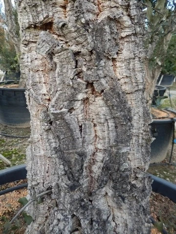 Kurkeik Als Solitair (Quercus Suber) 12 Kurkeik Als Solitair (Quercus Suber) - Afbeelding 10