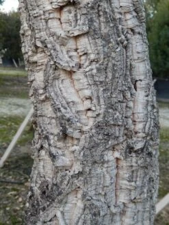 Kurkeik (Quercus Suber) 22 Kurkeik (Quercus Suber) -Tuinplanten Winkel quercus suber 3 2