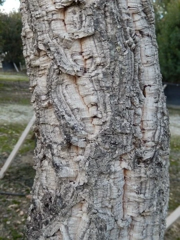 Kurkeik (Quercus Suber) 12 Kurkeik (Quercus Suber) - Afbeelding 10