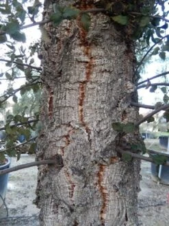 Kurkeik Als Solitair (Quercus Suber) 25 Kurkeik Als Solitair (Quercus Suber) -Tuinplanten Winkel quercus suber 1