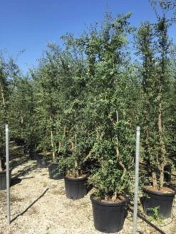 Kurkeik Meerstammig (Quercus Suber) -Tuinplanten Winkel quercus suber meerstammig 250 300 cm
