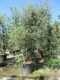 Kurkeik Meerstammig (Quercus Suber) -Tuinplanten Winkel quercus suber meerstammig 2