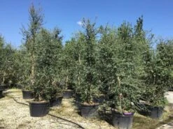 Kurkeik Meerstammig (Quercus Suber) -Tuinplanten Winkel quercus suber meerstammig 300 350 cm