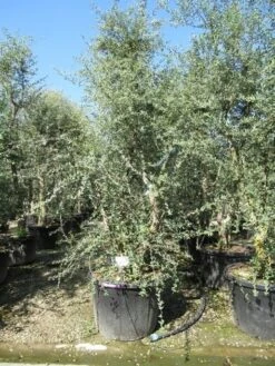 Kurkeik Meerstammig (Quercus Suber) -Tuinplanten Winkel quercus suber meerstammig 5