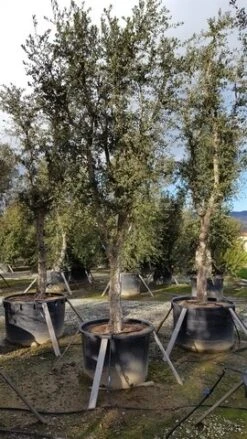 Kurkeik Als Solitair (Quercus Suber) 18 Kurkeik Als Solitair (Quercus Suber) -Tuinplanten Winkel quercus suber solitair 1 2