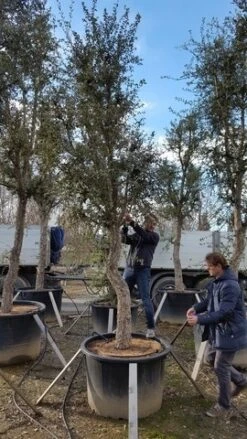 Kurkeik Als Solitair (Quercus Suber) 16 Kurkeik Als Solitair (Quercus Suber) -Tuinplanten Winkel quercus suber solitair 2 1
