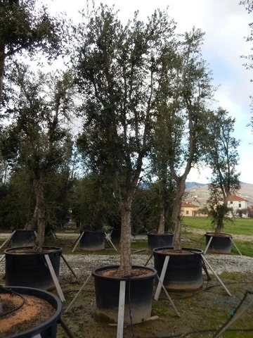 Kurkeik Als Solitair (Quercus Suber) 4 Kurkeik Als Solitair (Quercus Suber) - Afbeelding 2