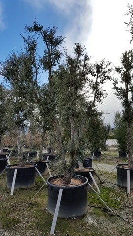 Kurkeik Als Solitair (Quercus Suber) 3 Kurkeik Als Solitair (Quercus Suber)