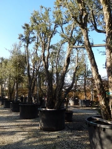 Kurkeik Als Solitair (Quercus Suber) 6 Kurkeik Als Solitair (Quercus Suber) - Afbeelding 4