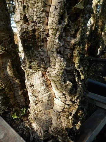 Kurkeik Als Solitair (Quercus Suber) 8 Kurkeik Als Solitair (Quercus Suber) - Afbeelding 6