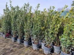 Steeneik Als Struik (Quercus Ilex) -Tuinplanten Winkel quercusilex steeneik voorraad01b