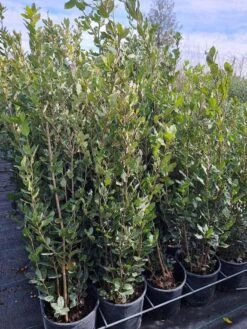 Steeneik Als Struik (Quercus Ilex) -Tuinplanten Winkel quercusilex steeneik voorraad02b