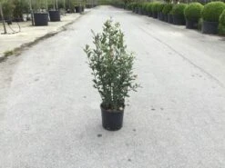 Steeneik Als Struik (Quercus Ilex) -Tuinplanten Winkel quercusilex struikv01