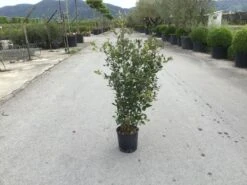 Steeneik Als Struik (Quercus Ilex) -Tuinplanten Winkel quercusilex struikv02