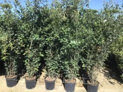 Steeneik Als Struik (Quercus Ilex) -Tuinplanten Winkel quercusilex struikv07