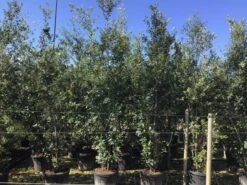 Steeneik Als Struik (Quercus Ilex) -Tuinplanten Winkel quercusilex struikv08