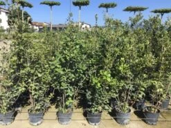 Steeneik Als Struik (Quercus Ilex) -Tuinplanten Winkel quercusilex struikv09