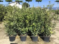 Steeneik Als Struik (Quercus Ilex) -Tuinplanten Winkel quercusilex struikv10