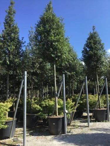 Steeneik Als Boom (Quercus Ilex) 11 Steeneik Als Boom (Quercus Ilex) - Afbeelding 9