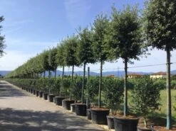 Steeneik Als Boom (Quercus Ilex) 27 Steeneik Als Boom (Quercus Ilex) -Tuinplanten Winkel quercusilexv05