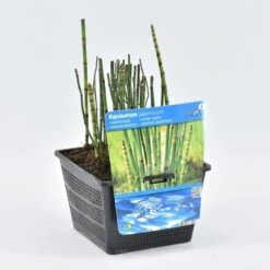 Holpijp (Equisetum Japonica) -Tuinplanten Winkel quisetum japonica 18x18 20180403190846