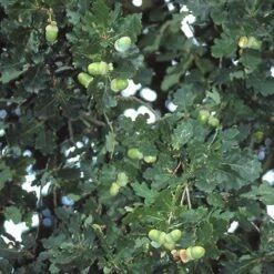 Zomereik, Bosplantsoen (Quercus Robur) -Tuinplanten Winkel qurobur 5
