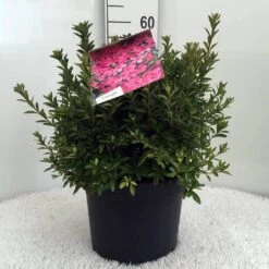 Japanse Azalea (Rhododendron 'Madame Van Hecke') -Tuinplanten Winkel r. aj mme van hecke c10