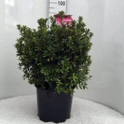 Japanse Azalea (Rhododendron 'Madame Van Hecke') -Tuinplanten Winkel r. aj mme van hecke c15