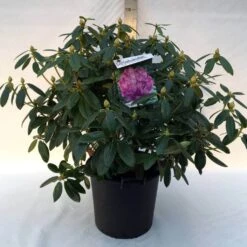 Rhododendron (Rhododendron Catawbiense 'Grandiflorum') -Tuinplanten Winkel r. cat. grandiflorum c30