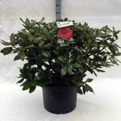 Rhododendron (Rhododendron 'Lord Roberts') -Tuinplanten Winkel r. lord roberts c40