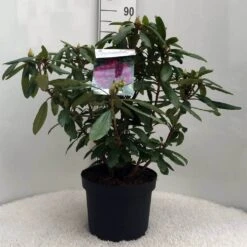 Rhododendron (Rhododendron 'Marcel Menard') -Tuinplanten Winkel r. marcel menard c10 50 cm