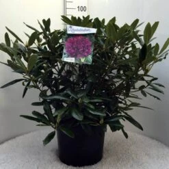 Rhododendron (Rhododendron 'Marcel Menard') -Tuinplanten Winkel r. marcel menard c20