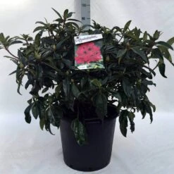 Rhododendron (Rhododendron 'Marie Forte') -Tuinplanten Winkel r. marie forte c30