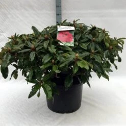 Rhododendron (Rhododendron 'Marie Forte') -Tuinplanten Winkel r. marie forte c40