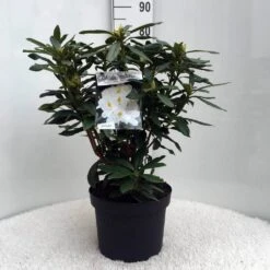 Rhododendron (Rhododendron 'Madame Masson') -Tuinplanten Winkel r. mme masson c10 50 cm