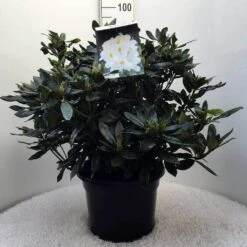 Rhododendron (Rhododendron 'Madame Masson') -Tuinplanten Winkel r. mme masson c20