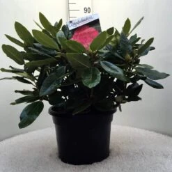 Rhododendron (Rhododendron 'American Beauty') -Tuinplanten Winkel r. p.a. beauty c20