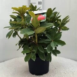 Rhododendron (Rhododendron 'Red Jack') -Tuinplanten Winkel r. red jack c10 50 cm