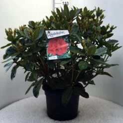 Rhododendron (Rhododendron 'Red Jack') -Tuinplanten Winkel r. red jack c20