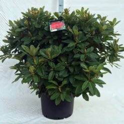 Rhododendron (Rhododendron 'Red Jack') -Tuinplanten Winkel r. red jack c40