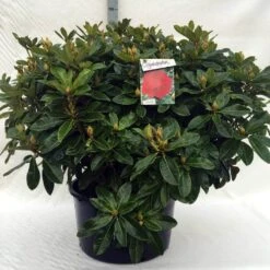 Rhododendron (Rhododendron 'Red Jack') -Tuinplanten Winkel r. red jack c80
