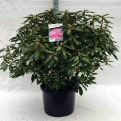 Rhododendron (Rhododendron 'Roseum Elegans') -Tuinplanten Winkel r. roseum elegans c40