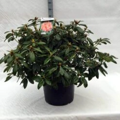 Rhododendron (Rhododendron 'Virginia Richards') -Tuinplanten Winkel r. virginia richards c40