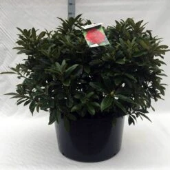 Rhododendron (Rhododendron 'Wilgen's Ruby') -Tuinplanten Winkel r. wilgens ruby c80