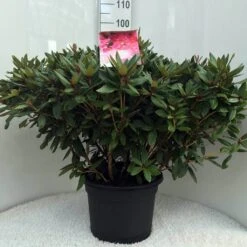 Rhododendron (Rhododendron 'Winsome') -Tuinplanten Winkel r. winsome c20